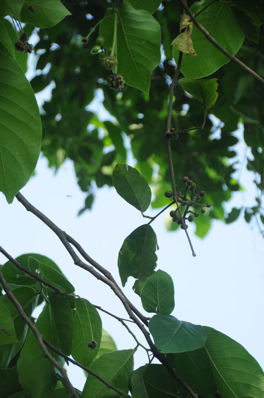 Tetrastigma 5