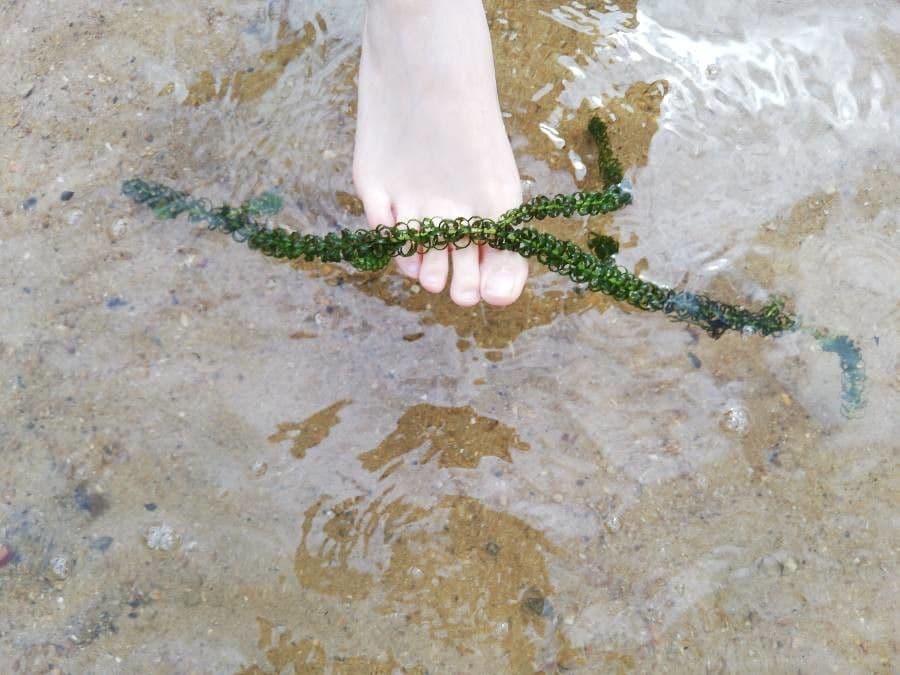 Elodea del Capo 16