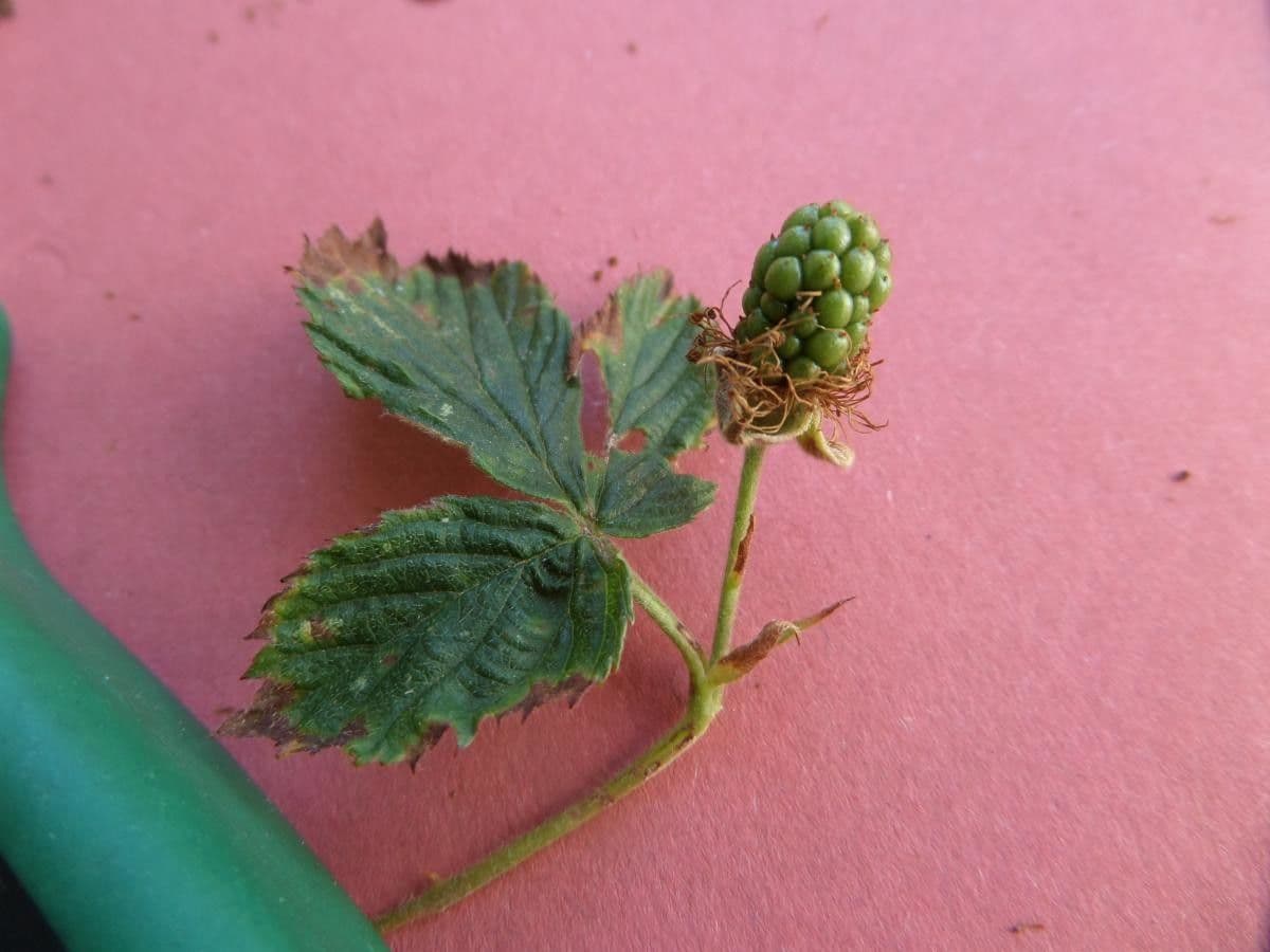 Gefurchte Brombeere 2
