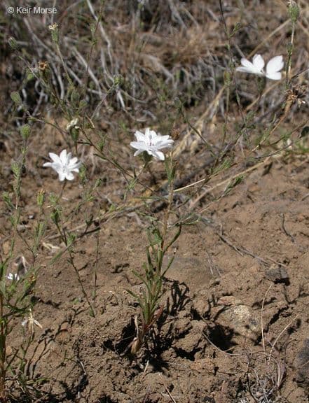 Blepharipappus 8