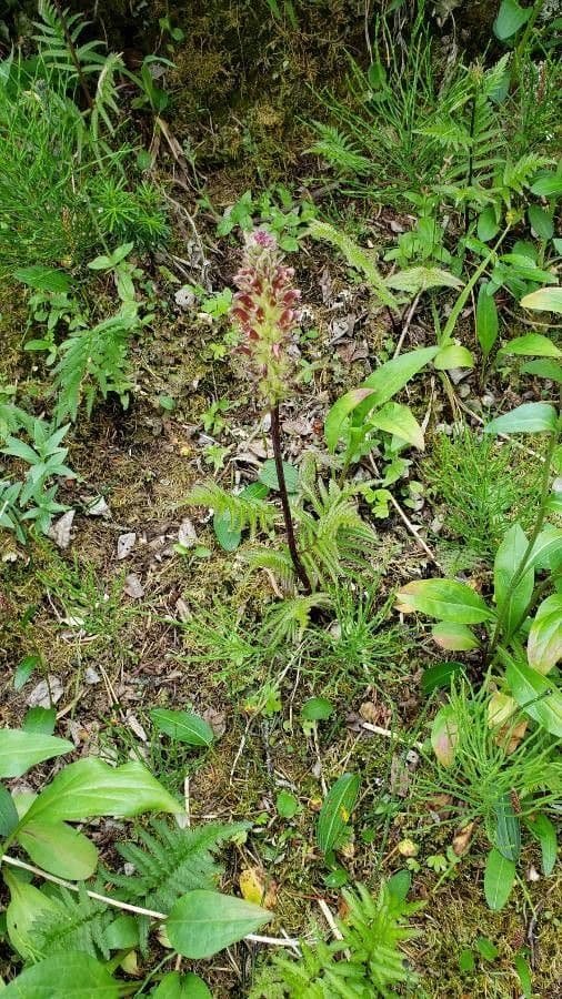 Pedicularis bracteosa 16