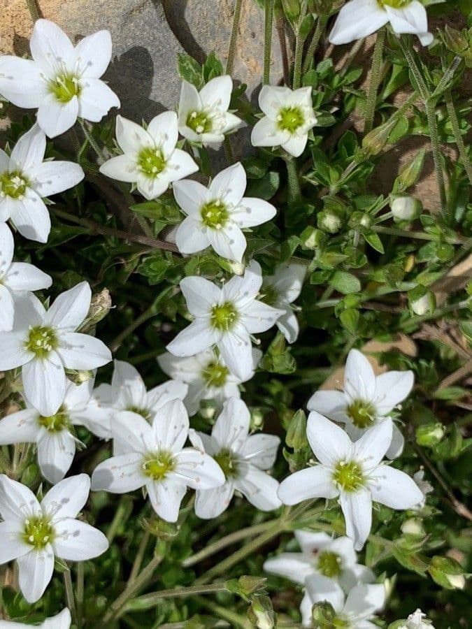 Arenaria ciliata