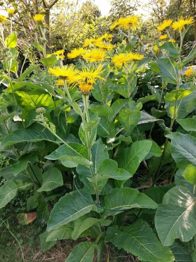 Inula 7
