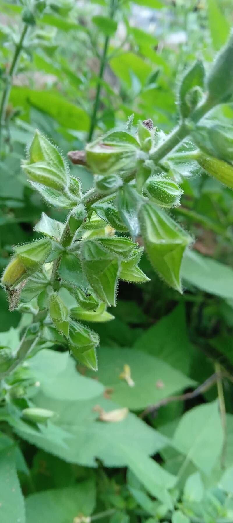Salvia vischiosa 29