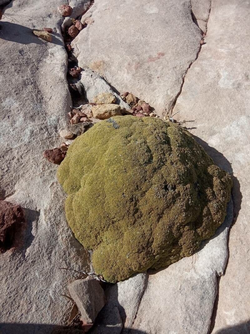 Azorella 9