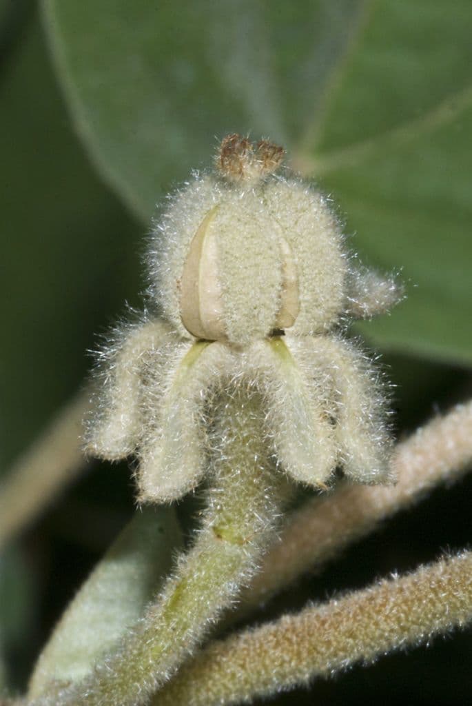 Croton capitatus 3