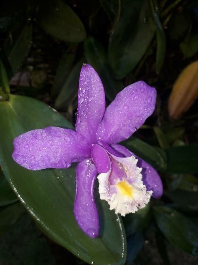 Loddiges-Cattleya 5