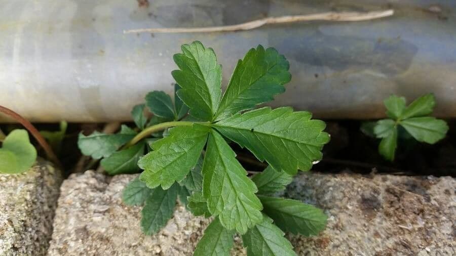 Potentilla della Turingia 5