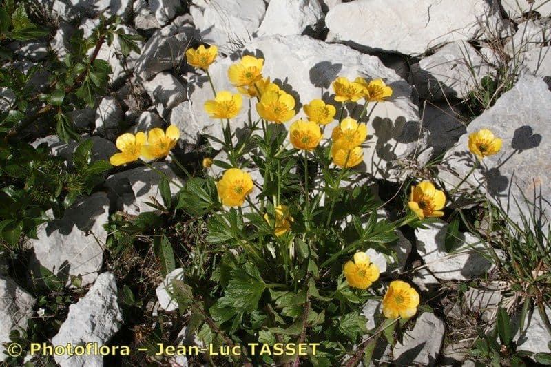 Ranuncolo 9