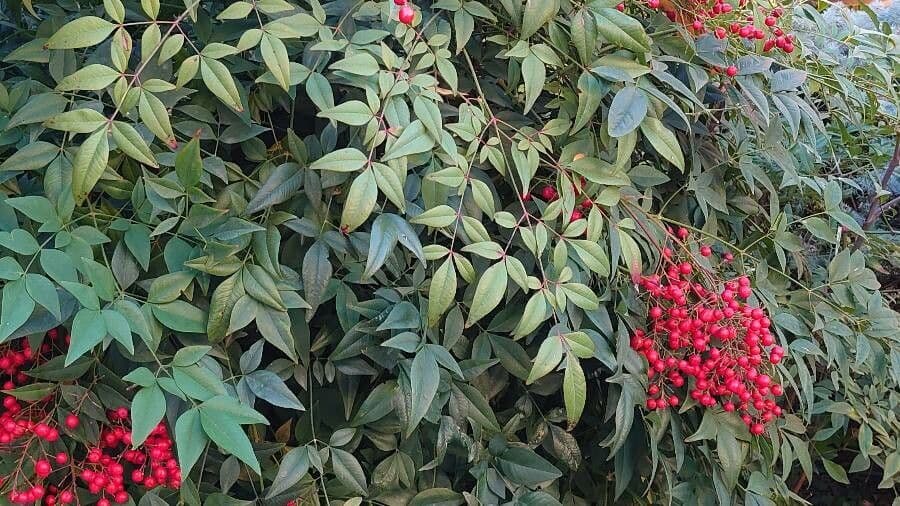 Nandina 28