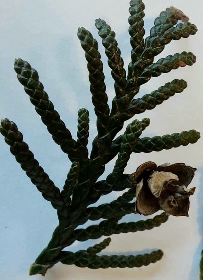 Northern white-cedar