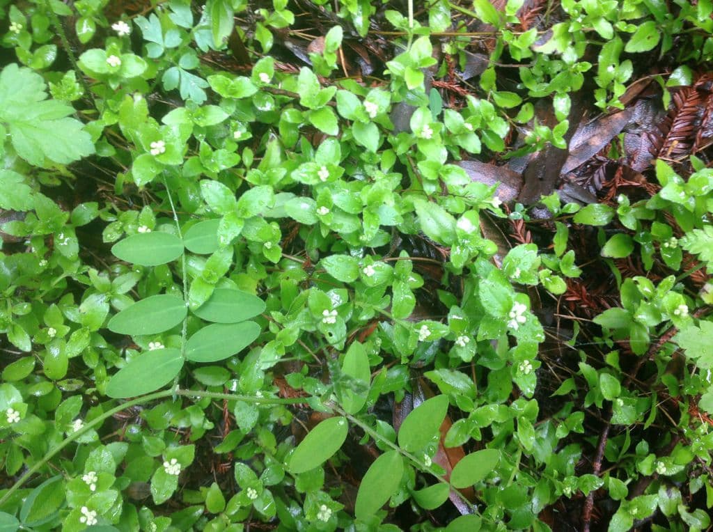 Whipplea modesta 7