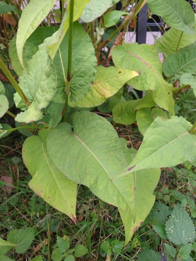 Poligono orientale 18