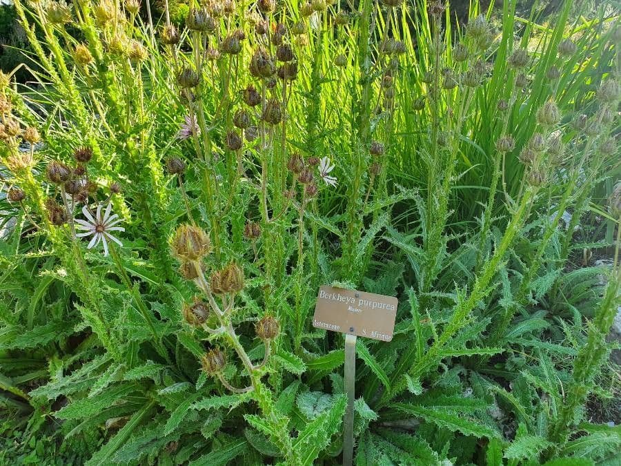 Berkheya purpurea 8
