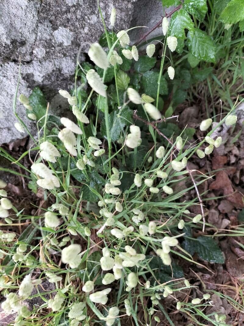 Sonaglini 26