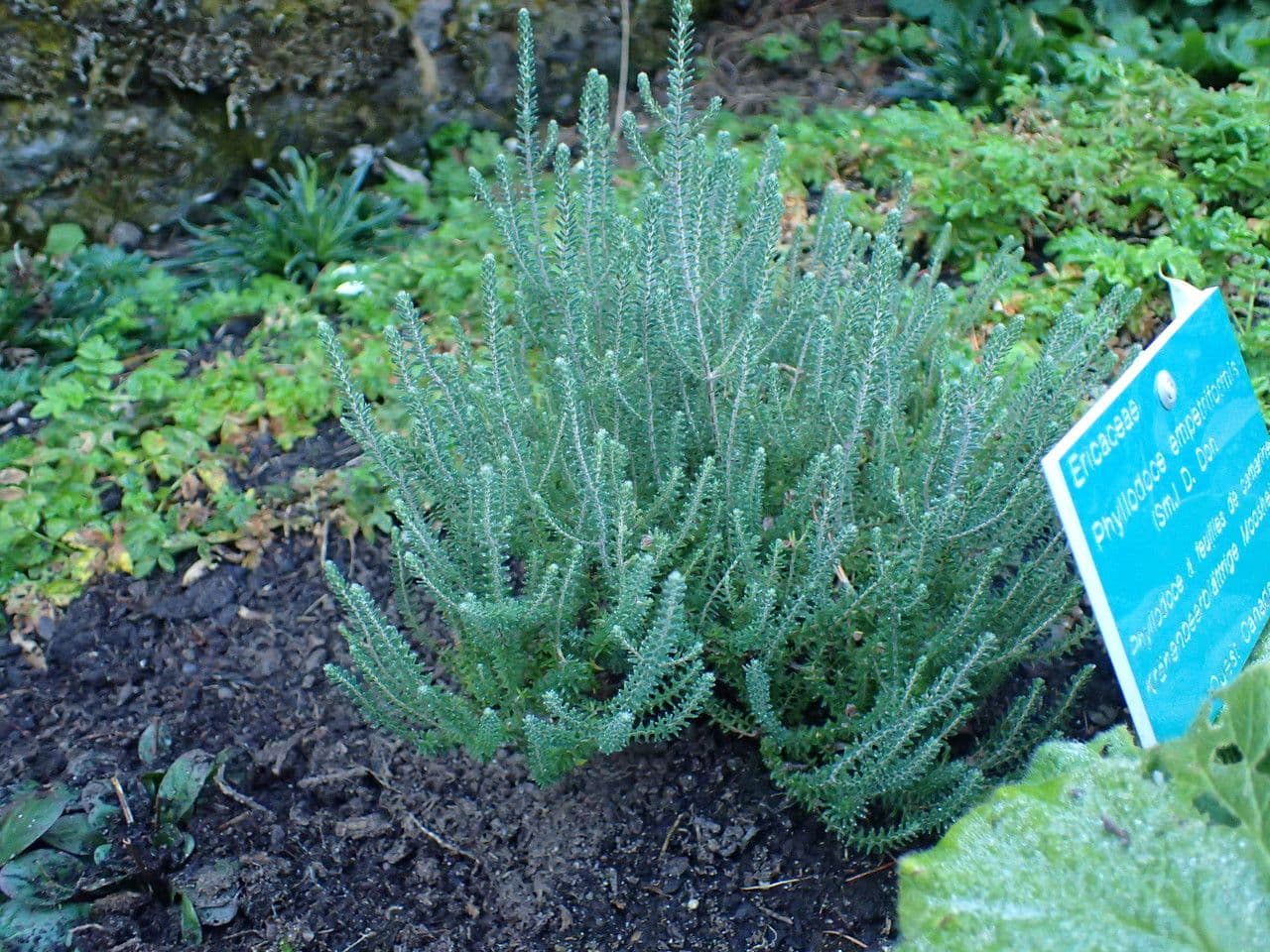 Phyllodoce rosata 9