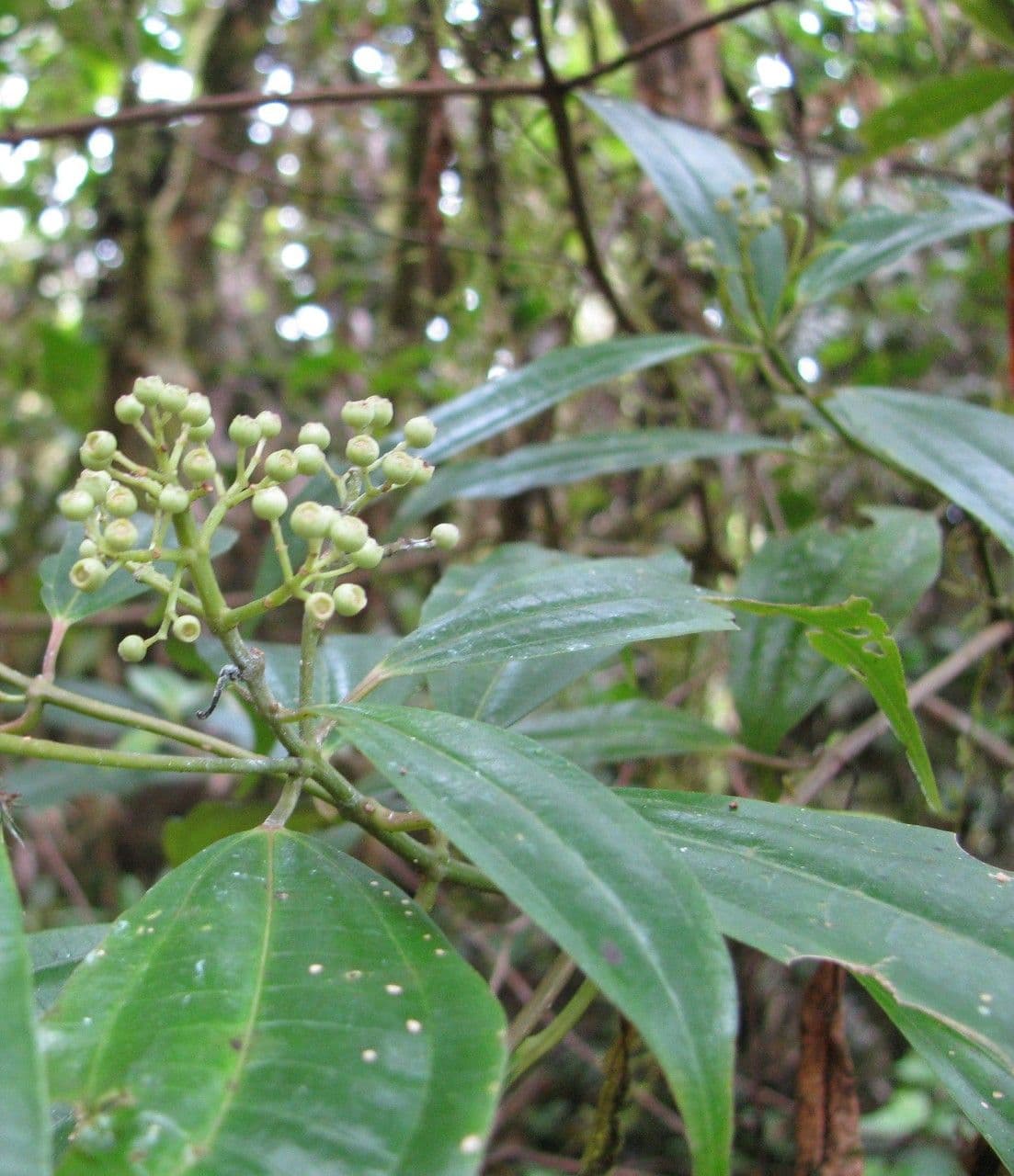Miconia 11