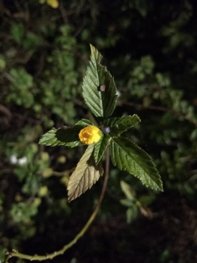 Piriqueta 5