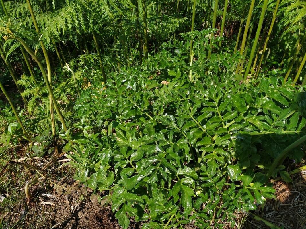 Angelica pachycarpa 13