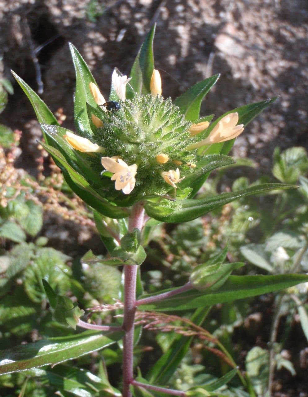 Collomia grandiflora 23