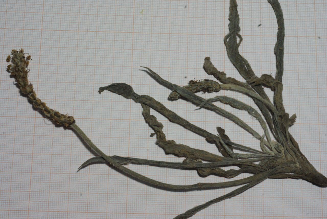Piantaggine bianca 11