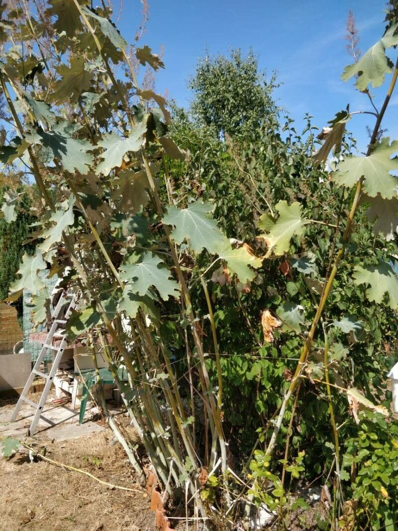Macleaya 12