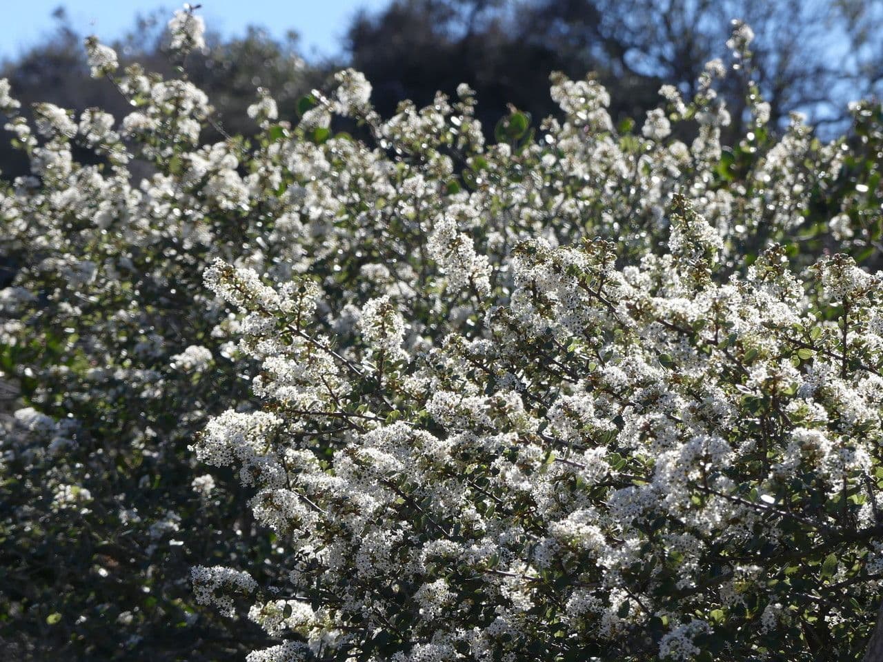 Ceanothus verrucosus 2