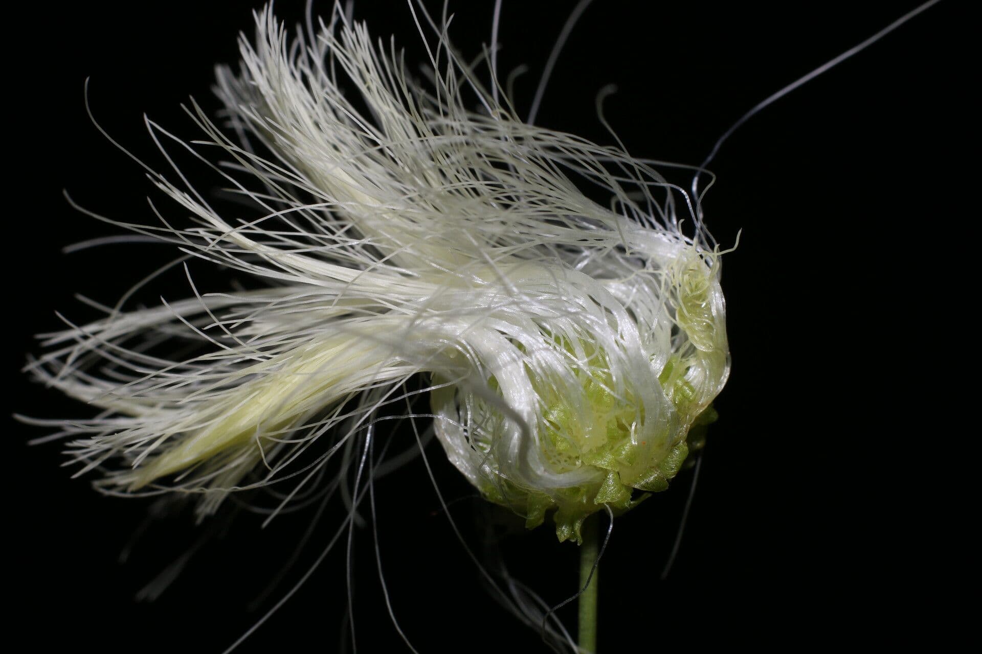 Schott's stickpea 10