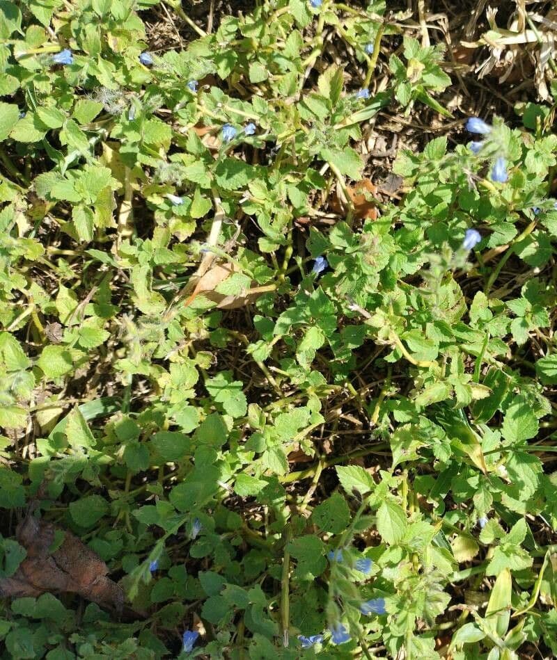 Salvia 6