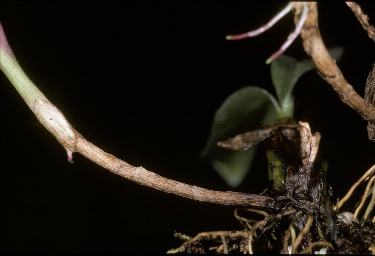 Bulbophyllum 11