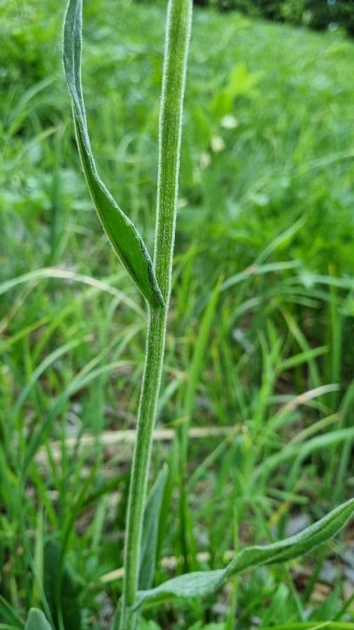Tephroseris 14