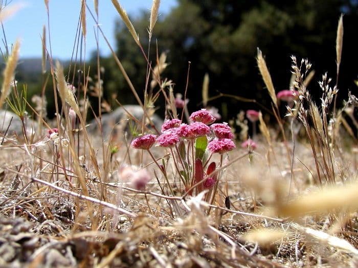 Chorizanthe 8
