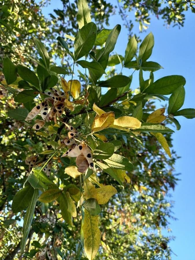 Samtiger Eschen-Baum 2