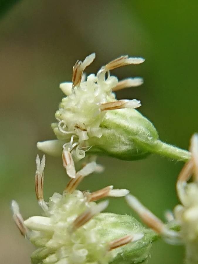 Baccharis