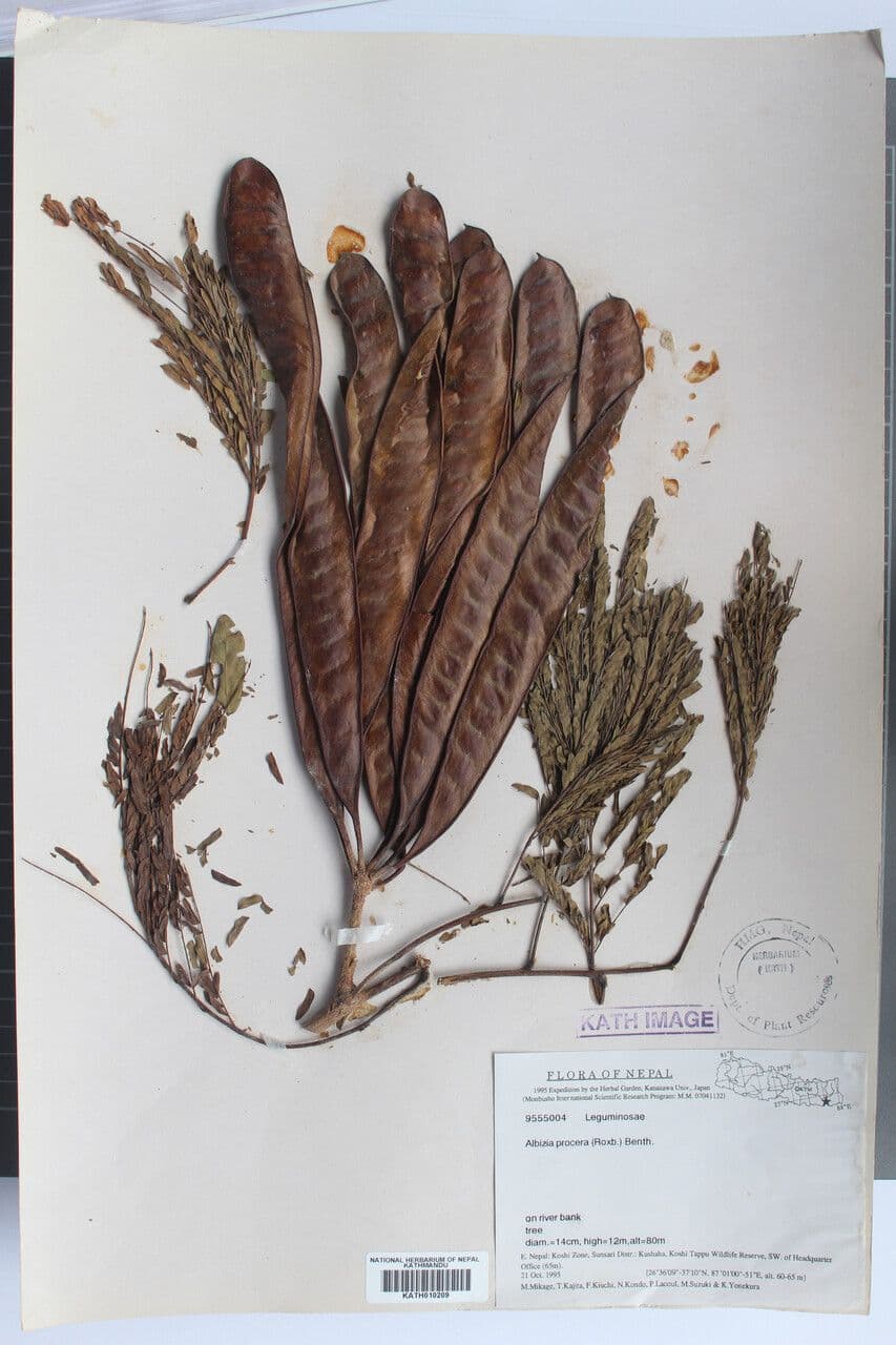 Schneller Seidenbaum 9