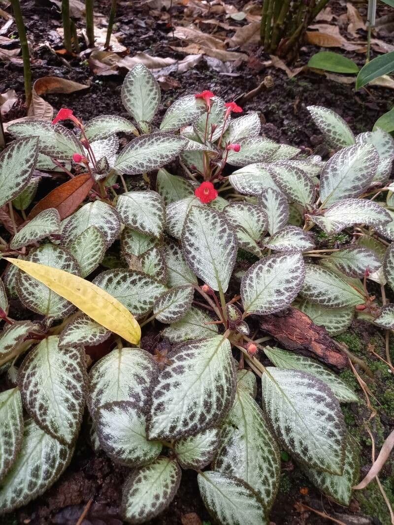 Episcia cupreata 8