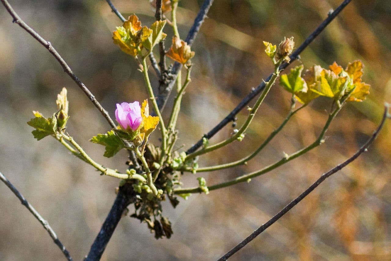 Malacothamnus densiflorus 3