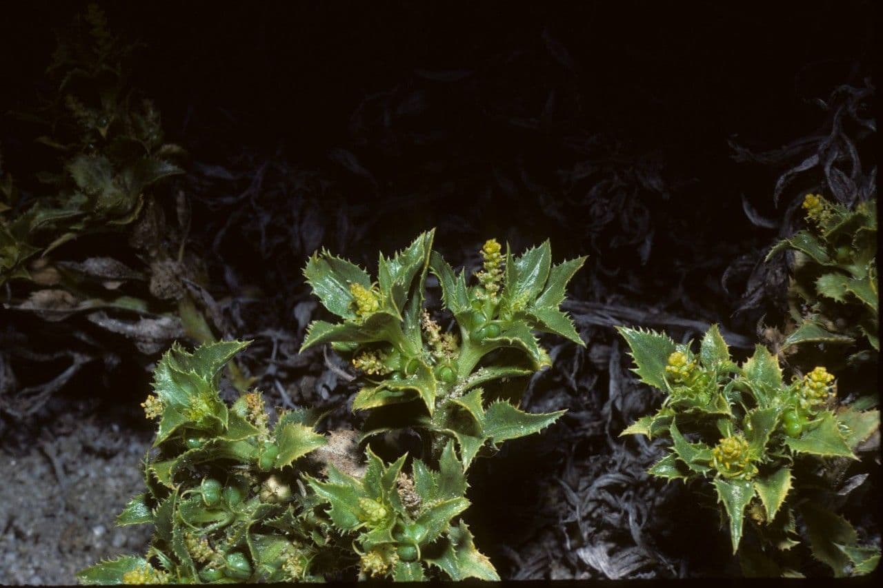 Stillingia spinulosa 6