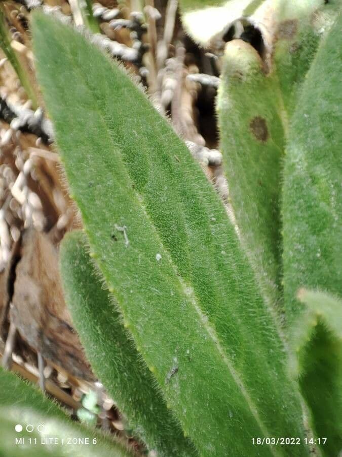 Senecio 16