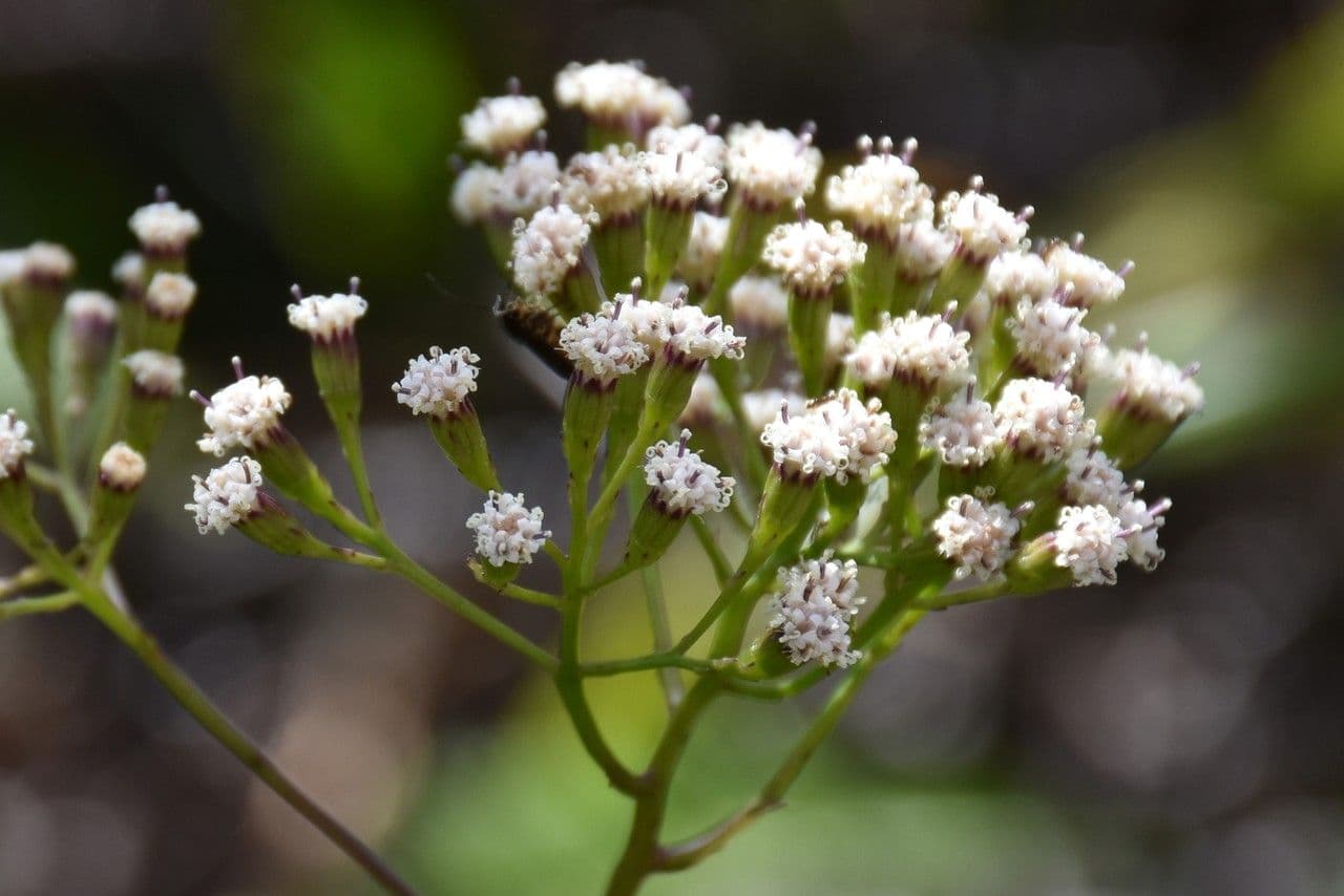 Faujasiopsis 2