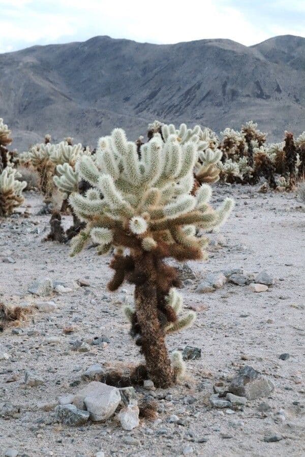 Cholla orsacchiotto 14