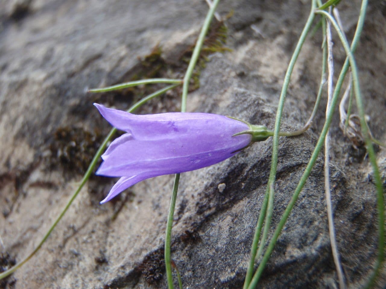 Campanula stenocodon 5