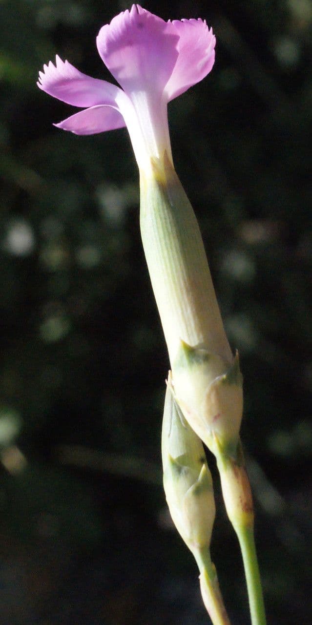 Garofano 5