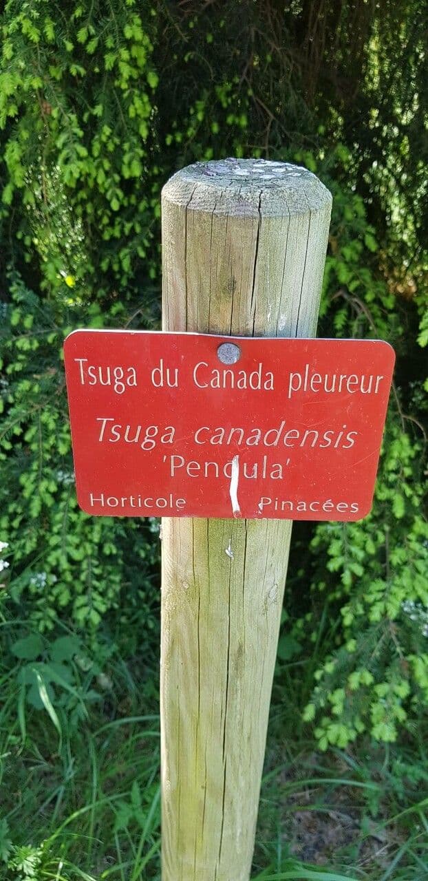 Tsuga del Canada 30
