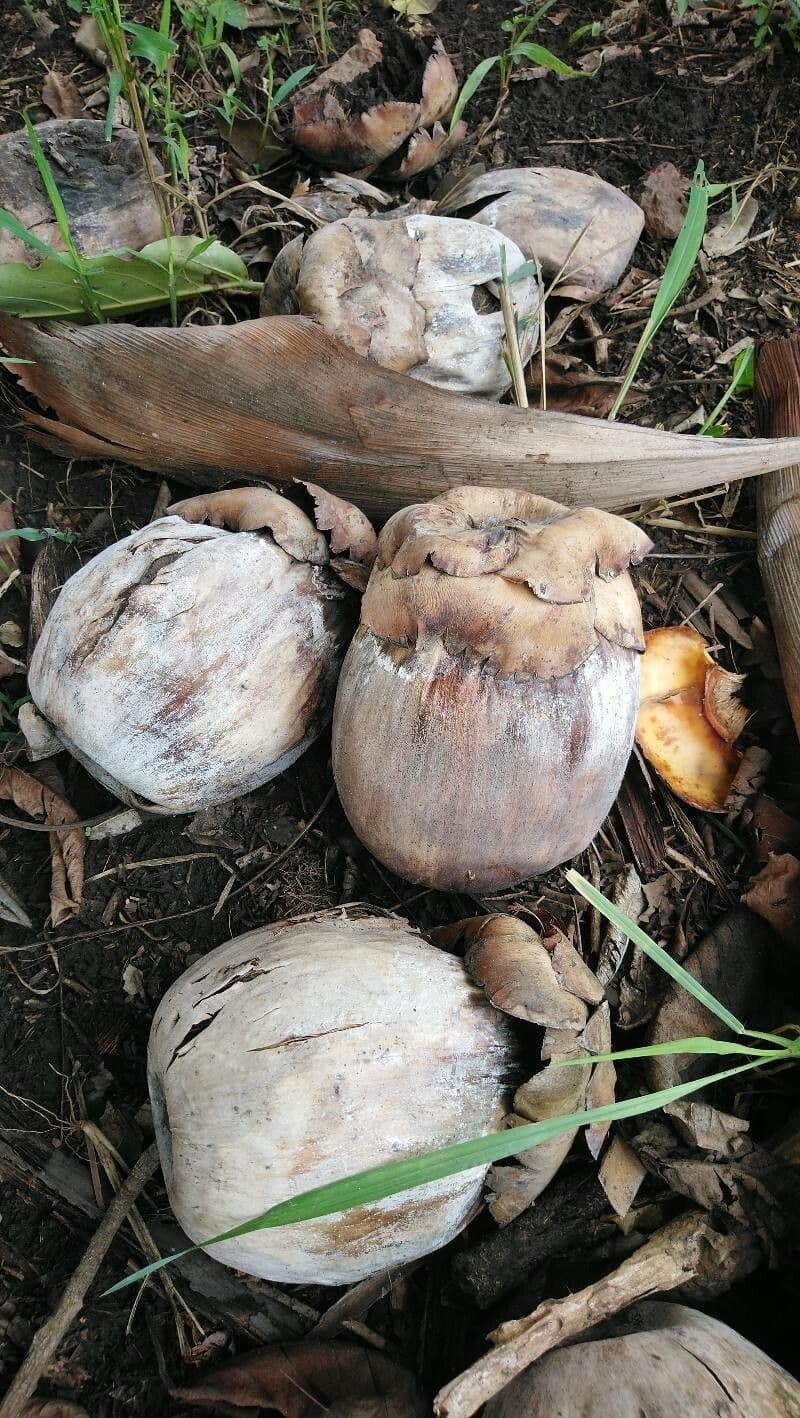 Borassus etiopski 4