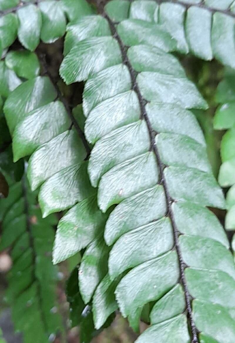 Adiantum 6