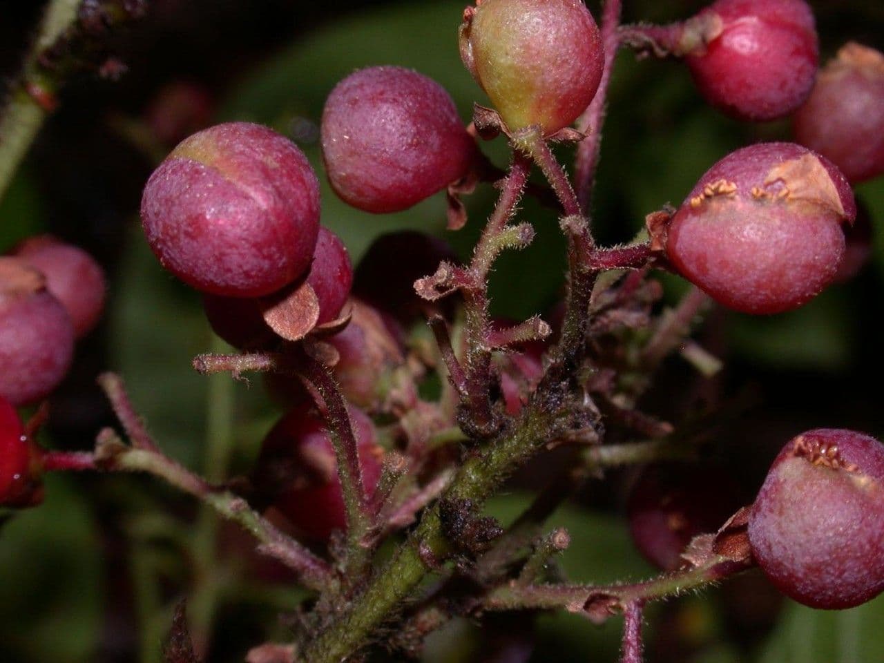 Davilla 5