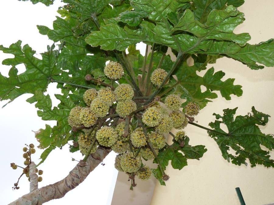 Trevesia palmata 2
