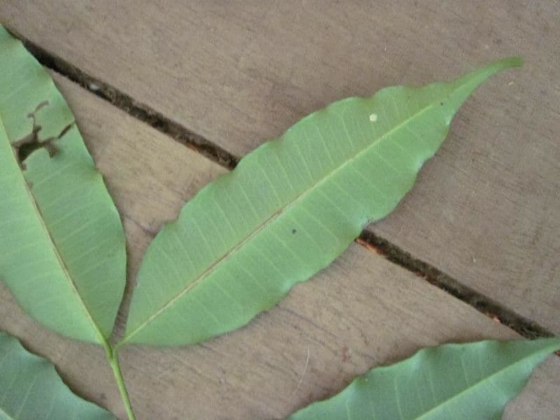 Parahancornia 2
