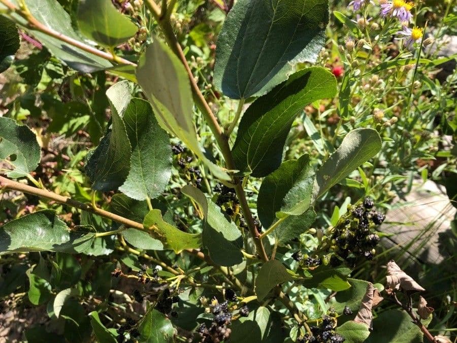 Ceanothus sametový 17